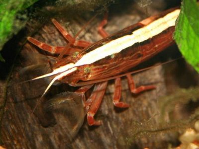 Shrimp - Bamboo